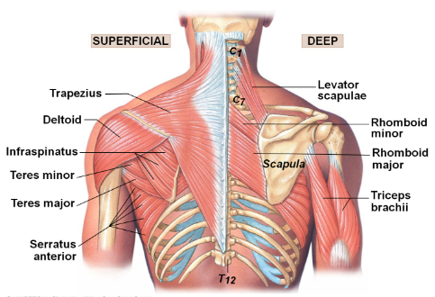 The Functional Anatomy of the Scapula